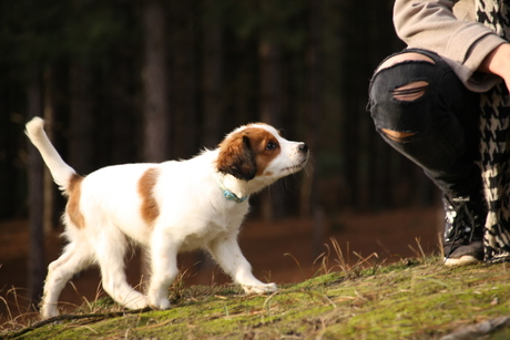 Nieuwsgierige pup Zino