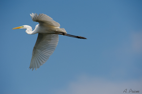 Grote zilverreiger