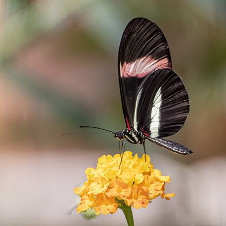 Tropische vlinder 