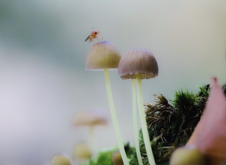 Paddenstoelen met insect