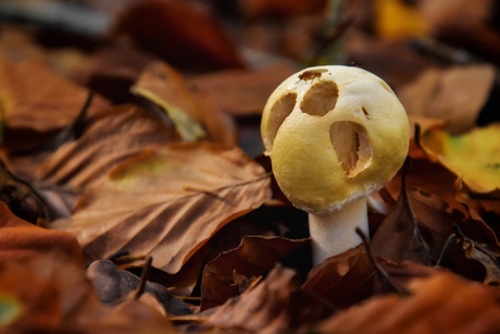 Verkleed voor Halloween