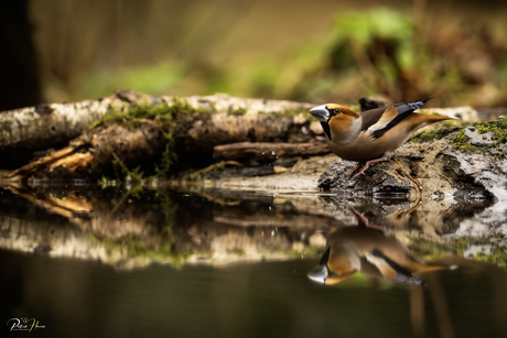 Appelvink