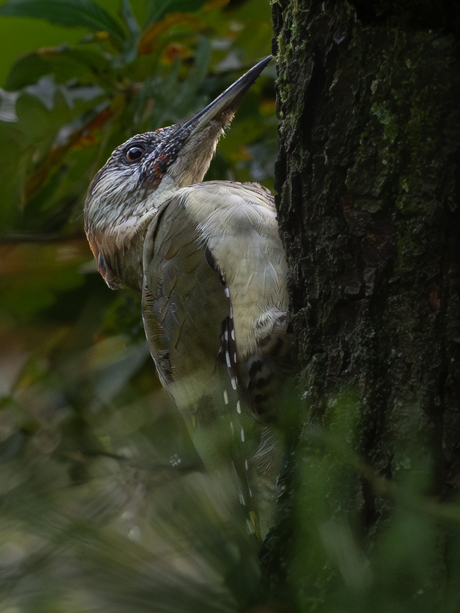 Wat ruist daar in het struikgewas?