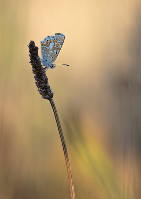Blauwtje in het avondlicht
