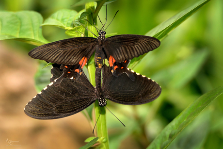 Papilio polytes 