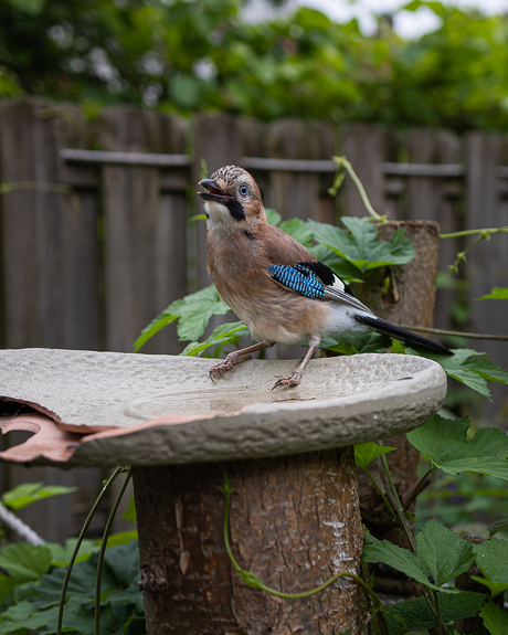 Jong Vlaamse gaai herstellende in mijn tuin.