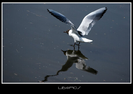 Streling van het water