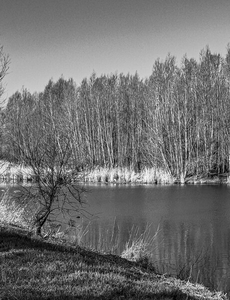 Bomen lans de oever