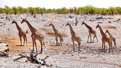 Etosha Mational park 1
