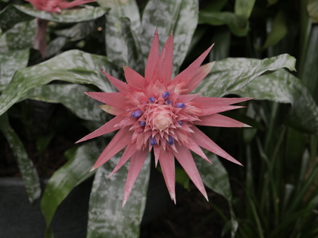 Bromelia