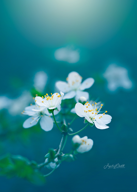 Sakura, sakura, they fall in the dreams of sleeping beauty.