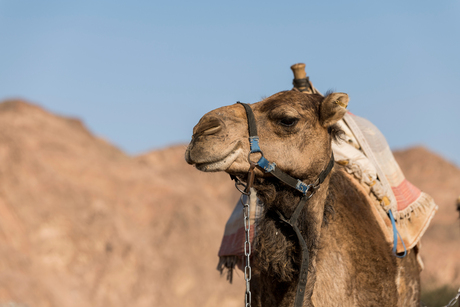 kameel in de woestijn