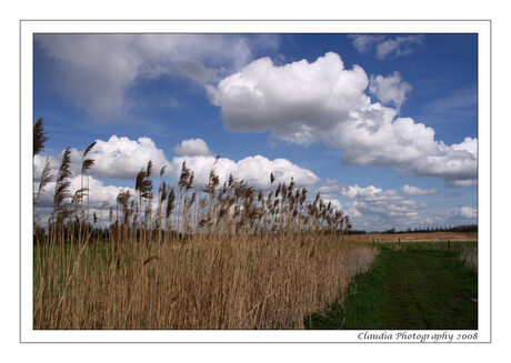 oud riet