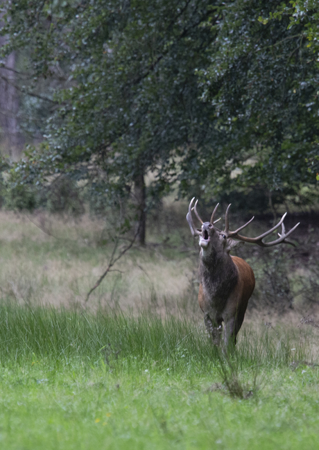 Edelhert in de brons