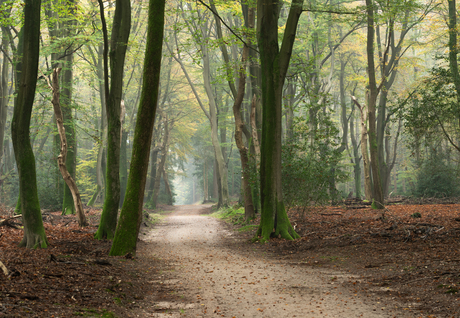 Speuldersbos in morgenlicht