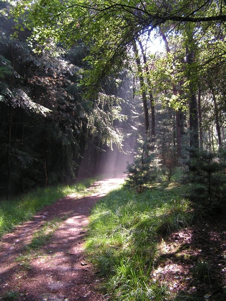 Stukje bos in Brabant