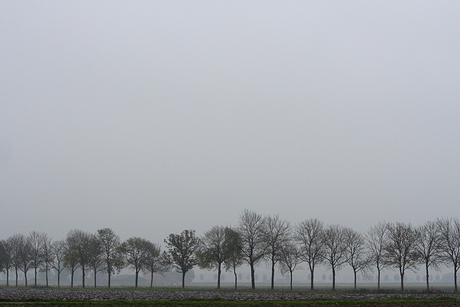 Bomen en grijze lucht