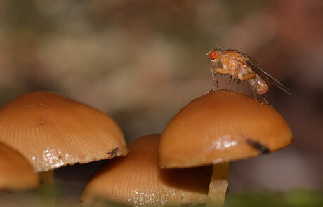 Azijnvlieg op Mycena zwam.