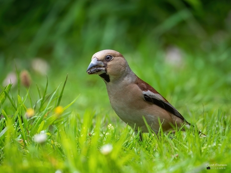 Appelvink (Coccothraustes coccothraustes).