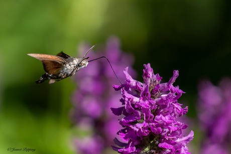 Kolibri vlinder