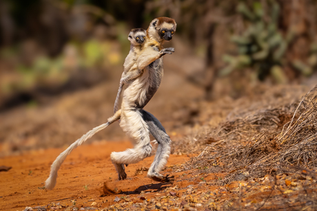 Verreauxsifaka met baby