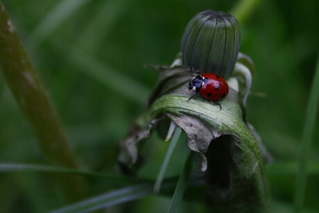 Macrofotografie 