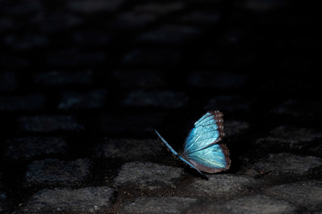 Blauw