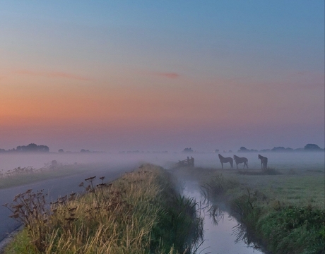 Paarden in de ochtendmist