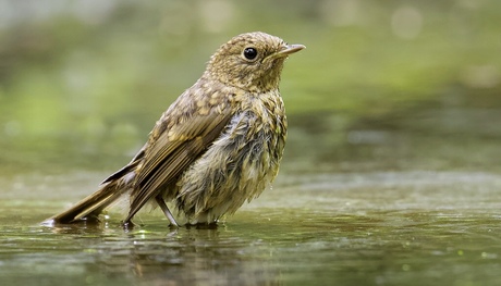 Juveniele Roodborst