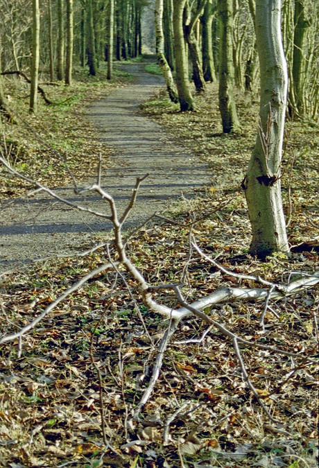 het bos