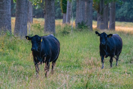 Grote grazers