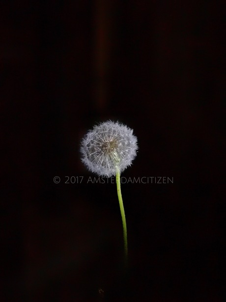 Dandelion lighted by bicyclelamp