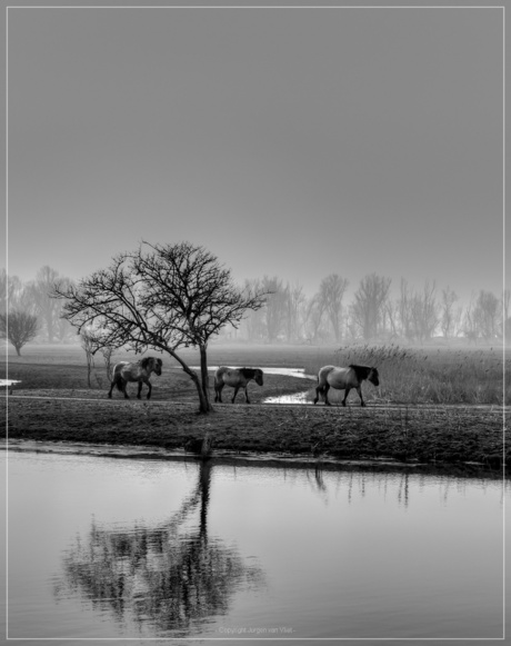 Wilde paarden in de oostvaarders plassen