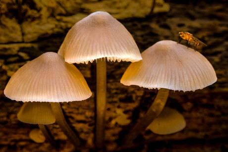 Paddestoel met vlieg