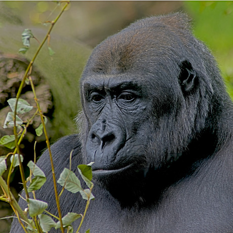 Aandachtige gorilla