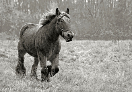 Paard