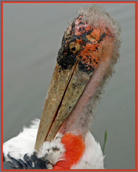 vreemde vogel