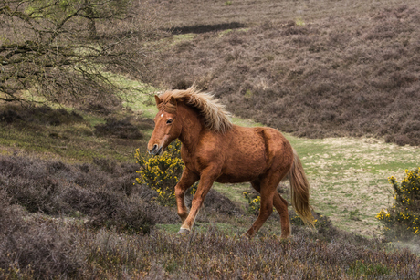 IJslands paard