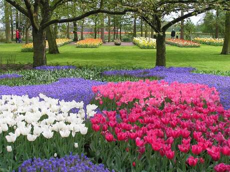 Keukenhof 2005