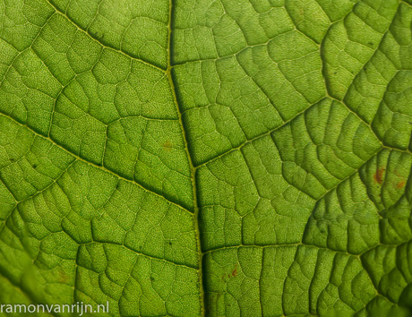 Botanische Tuinen Utrecht-202-bewerkt.jpg