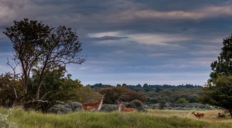 Holland safari