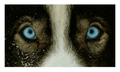 Husky's eyes