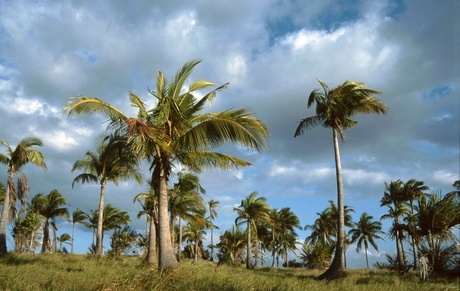kokosnootbomen