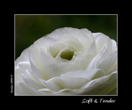 Soft & Tender