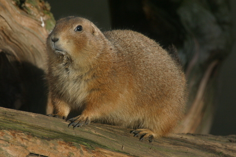 marmot