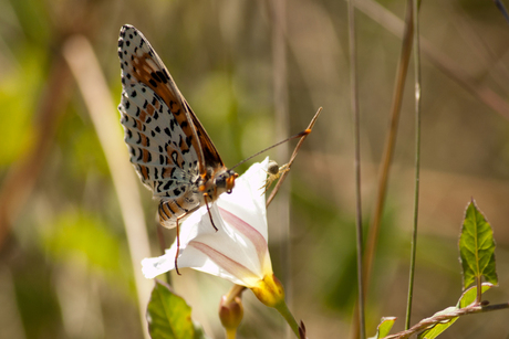 Franse vlinder: Tweekleurige parelmoervlinder