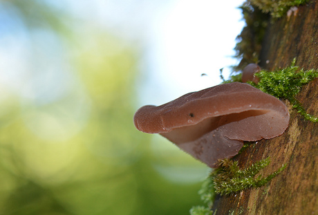 Auricularia Auricula-judae.