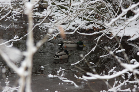 Eenden in de sneeuw