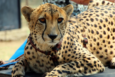 Goodlooking Cheetah