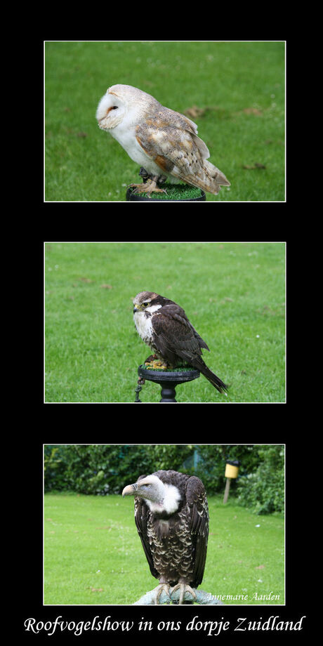 Roofvogelshow in ons dorpje Zuidland